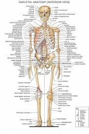 Diy Frame Human Body Skeleton System Medical Anatomical