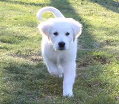 We are in home quality breeders of english cream golden retrievers with very high standards. White Golden Retriever Puppies For Sale Pristine Puppies Pa White Golden Retriever Puppy Golden Retriever Baby Dogs Golden Retriever