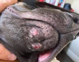 acne on dog s chin causes symptoms
