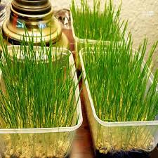 how to grow wheatgr in your home