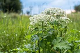Giant Hogweed A Problem But Not Here In Iowa Latest Ag News