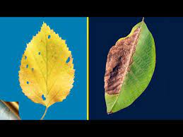 top 10 reasons for leaf yellowing and