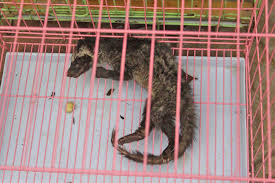 Civets african civet, civettictis civetta scien. Common Palm Civets Paradoxurus Hermaphroditus In Markets For Sale For Download Scientific Diagram