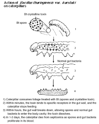 Αποτέλεσμα εικόνας για caterpillar consumes bacillus thuringiensis