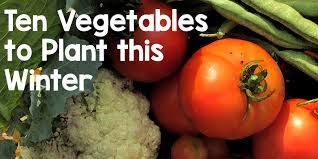 vegetables to grow in pots this winter