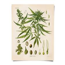 Vintage Cannabis Sativa Print Botanical Educational Chart
