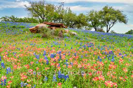 texas hill country wildflowers 2