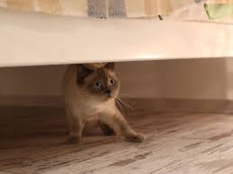 why do cats hide under beds