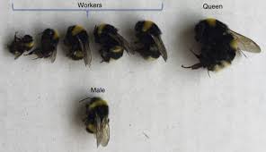 Use a mix of the above oils and wasps will head in the other direction. Bumblebee An Overview Sciencedirect Topics