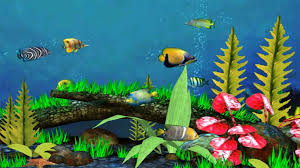 100 live fish wallpapers wallpapers com