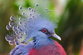 15 birds with snazzier hairdos than you