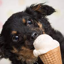 The next puppy i got at 4 weeks old, because when i would go visit the. Is It Ok To Share An Ice Cream With Your Dog Pets The Guardian