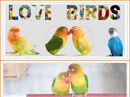 love birds a delightful guide to world
