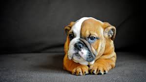 english bulldog dog puppy baby