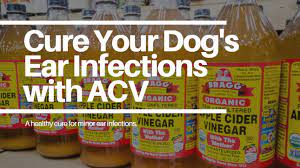 apple cider vinegar for dog ear infection