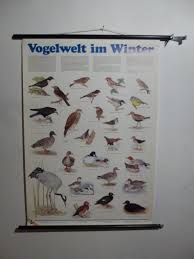 Mid Century Birds School Chart Sparrow Crane Woodduck Hawks Chickadee Geese Educational Poster 1980s German Kids Room Wall Decor