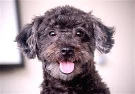 Family raised to be happy, healthy and well socialized. Where To Get A Maltipoo Puppy Or Dog
