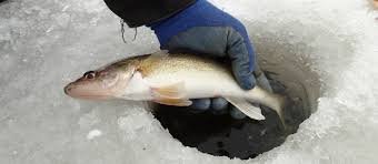best ice fishing rods for walleye