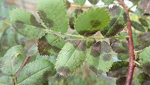 Black spot is a fungal disease which affects the leaves. Common Flower Diseases Powdery Mildew Gray Mold Black Spot Gardener S Supply
