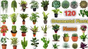 ornamental plants voary ll 120