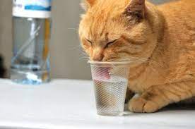 your cat drink more water when she sick