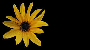 free stock photo of single sunflower