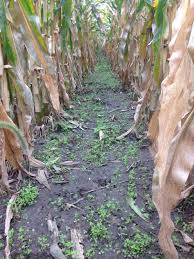 Heres What You Need To Know About Interseeding Cover Crops