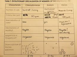 User Alexandra A Taylor Notebook Biology 210 At Au