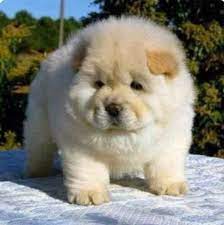 To make this cute fat dog you will start crochet from leg. Dose Modern Market Research Cute Animals Baby Animals Puppies