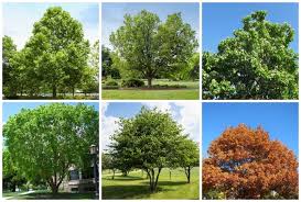 8 lush shade trees that will thrive in
