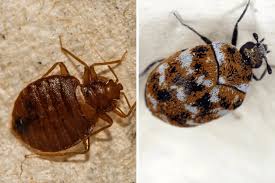 do carpet beetles bite a nightmare