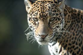 Panthera Onca Jaguar