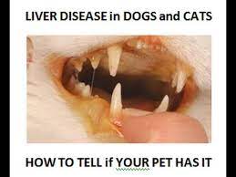 liver disease how to tell if your dog