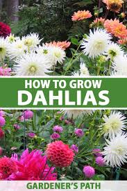 Search 123rf with an image instead of text. How To Grow Dahlias In The Garden Gardener S Path