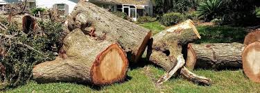 Tree service in alexandria is a cut above. Tree Removal Service Near Me J A Landscaping Services Northern Va