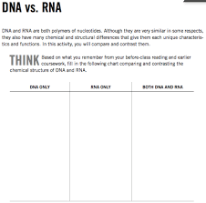 Solved Dna Vs Rna Dna And Rna Are Both Polymers Of Nucle
