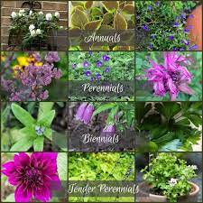 This means that these flowers live and die all in the same year. Plant Life Cycles Annuals Vs Perennials And More Annuals Vs Perennials Annual Plants Perennials
