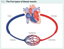 What Are The Major Blood Vessels In The Body : 1 : Most of this pressure results from the heart pumping blood through the circulatory system.