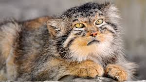 grumpy cat feline grumpy cat ugly
