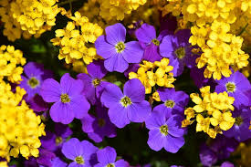 Градина » цветя, растения, саксии. Cvetya Zhlti Lilavi Bezplatni Fotografii Na Pixabay