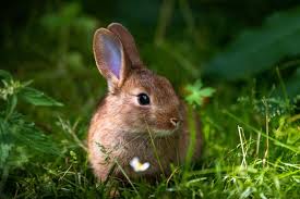 Get Rid Of Rabbits From Your Yard