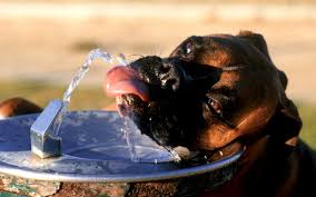 Image result for dogs in hot weather pics