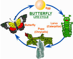 Butterfly life cycle actvity  Images?q=tbn:ANd9GcTlvza9JJTMo96PeQLiuaVukolfzsoqyGAT4jxeTmsy5BlwOaDisQ