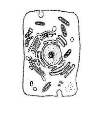 Biologycorner com plant cell coloring. Vl 6135 Labeled Animal Cell Diagram Black White Download Diagram