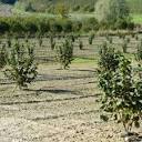 Hazelnuts: Problems in Turkey - Mundus Agri