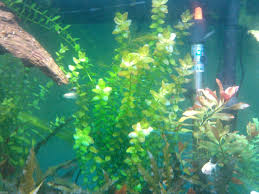Bacopa Plants For Guppy Aquariums Live Arrival Guarantee