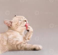 scottish cute cat licking lips 6276519