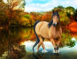 horse backgrounds for your computer