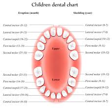 How A Baby Teeth Chart Helps You Survive The Terrible