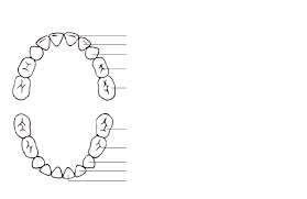 Primary Teeth Chart Free Download